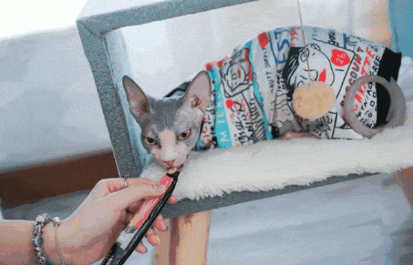 這幾種貓“太貴”了，沒錢根本養不起，能養的都不是普通人