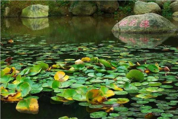 桃花島、桃花山、桃花石、桃花峪、桃花潭&hellip;&hellip;我們進入了桃花陣