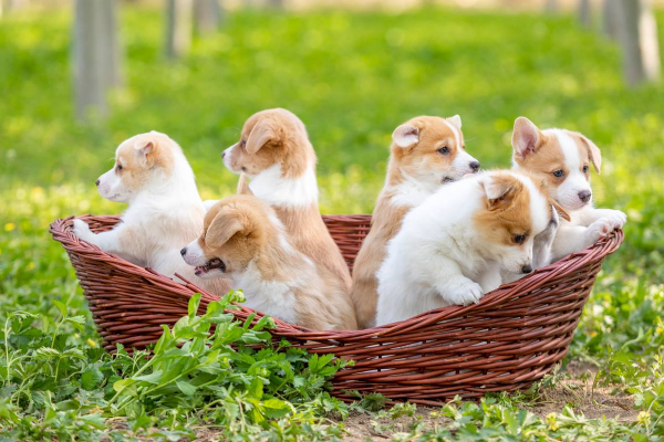 狼的配偶只有一個，為何狗的配偶數不清？狗為什麼如此不負責任？