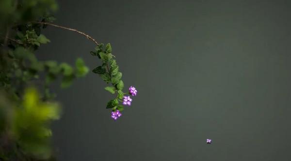 夜讀丨人生,既為過客,何須執著 夜讀丨人生,既為過客,何須執著