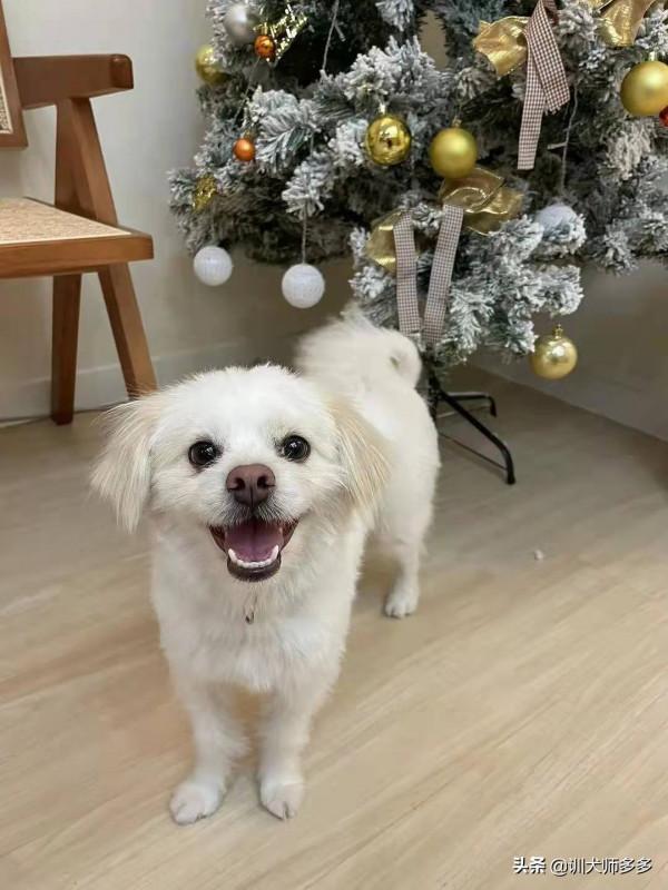 四步法快速制止狗的壞習慣 四步法快速制止狗的壞習慣