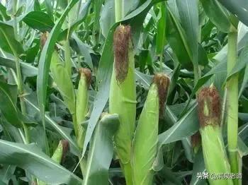 這些玉米品種適合在黃淮區域夏種，可能其中一個是你中意的