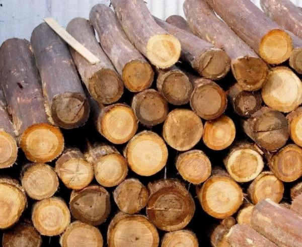 美國富得流油，為何建房子用木頭，不用更結實的混泥土？