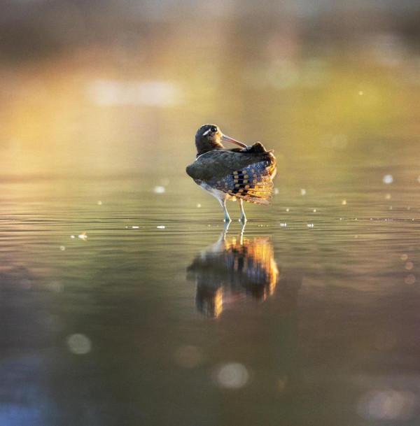 掠影錄彩鷸 掠影錄彩鷸