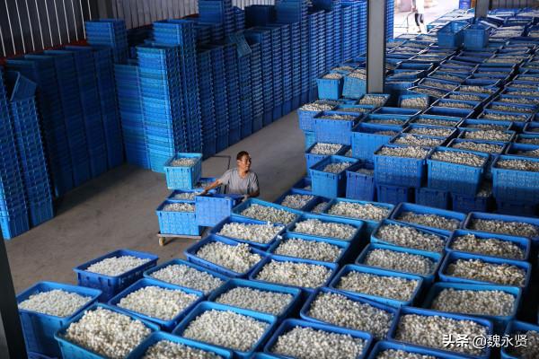 陝西石泉萬餘農戶養蠶，繅絲廠收繭繅絲織綢製衣，一片繁忙景象