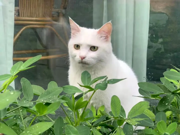 小嶽嶽：你知道我為了紅有多努力嗎？