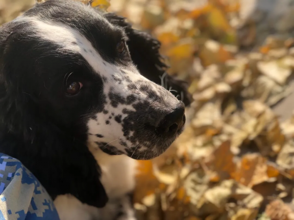 又帥又萌 帶你看公交警犬的酷炫寫真