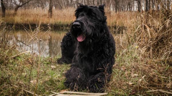 這16種狗,就算過敏人士也能養 這16種狗,就算過敏人士也能養
