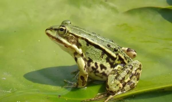 小蝌蚪長成青蛙有多坎坷，6000只卵只有6只能成為青蛙，真不容易