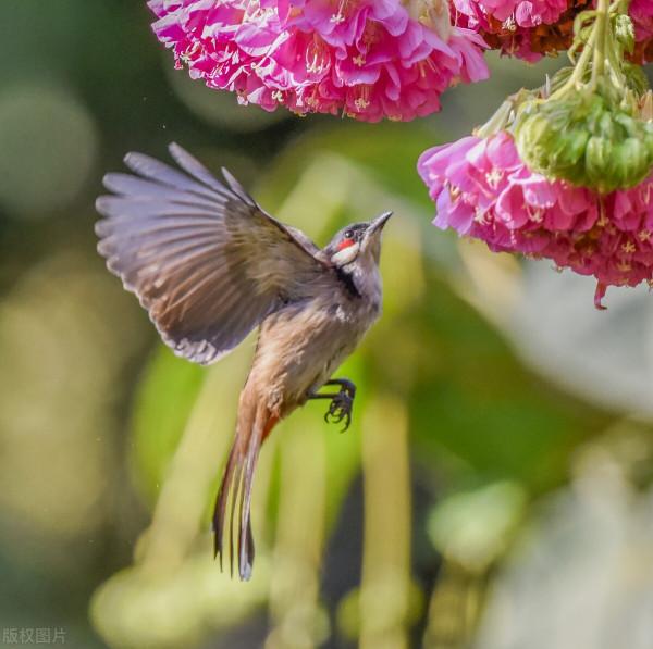 虎年大吉！飛鳥撲芙蓉，紅紅火火鬧新春