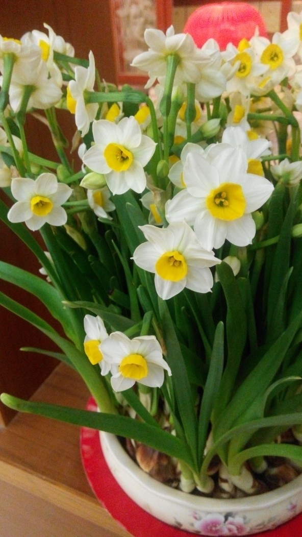 5種“漂亮花”，冬天價值大，趕快帶回家，花枝招展“好兆頭”