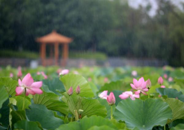 雨中賞平山河溼地公園荷花