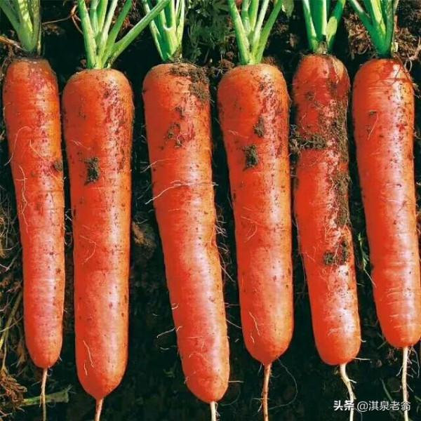 秋季種好胡蘿蔔的幾點做法 秋季種好胡蘿蔔的幾點做法