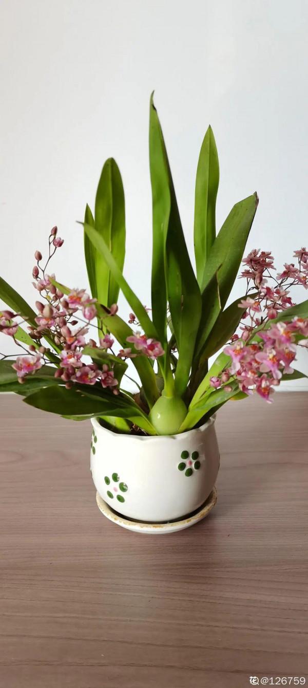 1種花名叫文心蘭,開花香氣十足,滿屋子奶油味 1種花名叫文心蘭,開花香氣十足,滿屋子奶油味