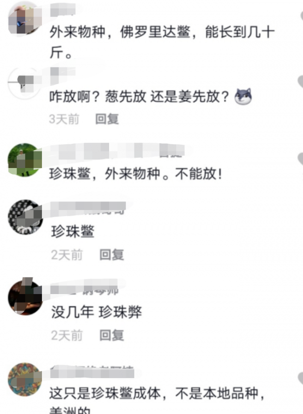 丹東男子釣起大甲魚，好心放生卻辦了壞事，這是為什麼？