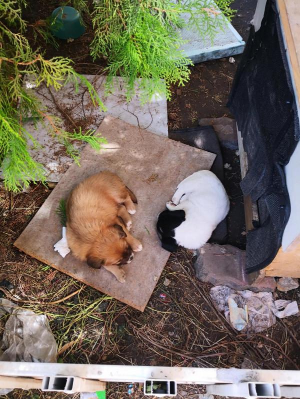 該拿它們怎麼辦呢