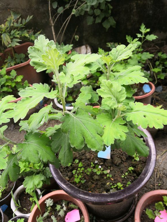 7種“吉利花”，冷天“扦插”更合適，溫度合適“利於”生根