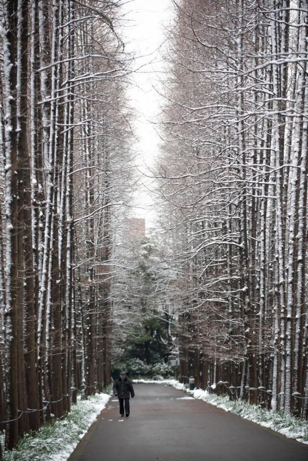 上海植物園林蔭花道即將“上新”~林下空間更“靚”了 上海植物園林蔭花道即將“上新”~林下空間更“靚”了
