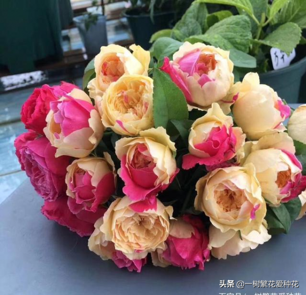 露養易黑斑12種月季，不建議全露養、地栽不遮雨養這些品種