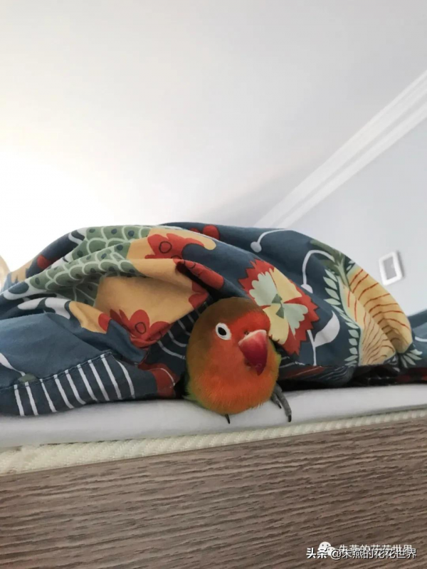 小鸚鵡朱十一的殞和小鸚鵡朱十二的歸