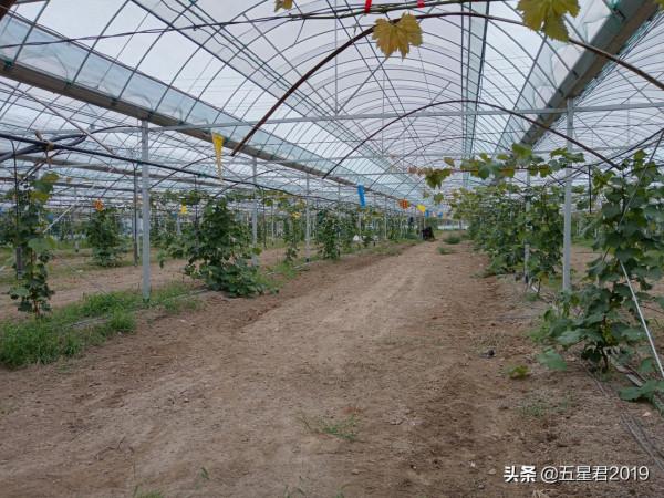 優質葡萄品種的盡頭，要麼是品牌，要麼“啥也不是”