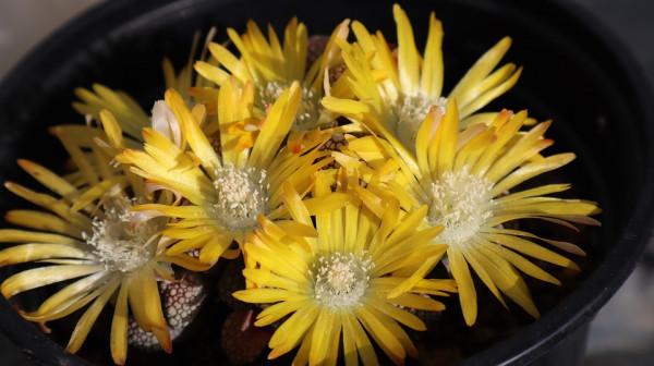 多肉植物開花，簡直美翻了