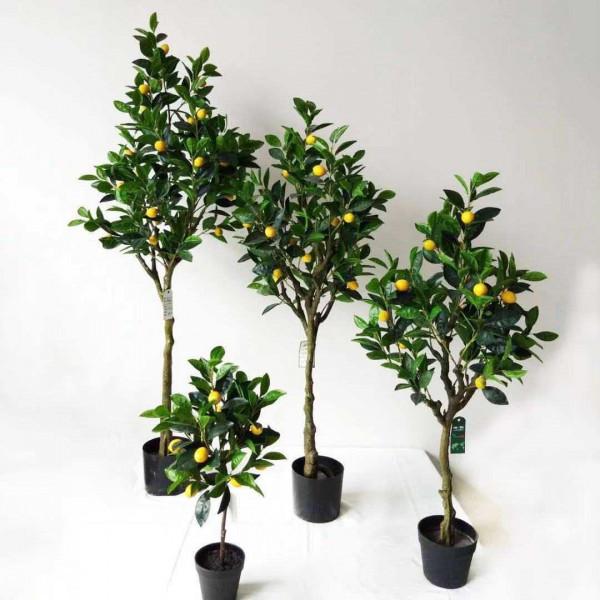 5種大型植物，養護簡單不挑環境，家裡就能養