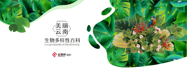 「雲南生物多樣性數字化百科圖譜」節肢動物·烏桕大蠶蛾：“隱忍與兇悍”——雨林皇蛾的生存智慧