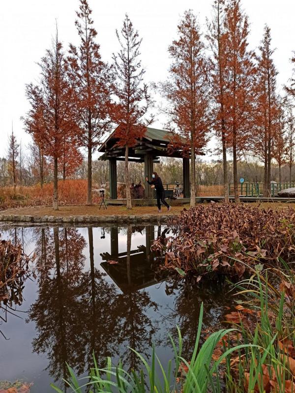 波光瀲灩水杉紅，層林盡染如畫中（之十一）