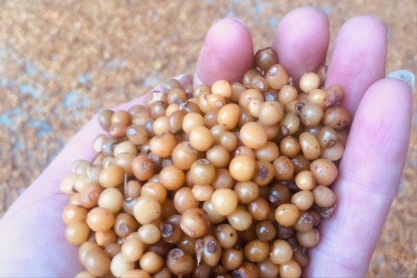 跟隨神舟十二號回來的還有兩類種子,太空種子對農業有多重要? 跟隨神舟十二號回來的還有兩類種子,太空種子對農業有多重要?