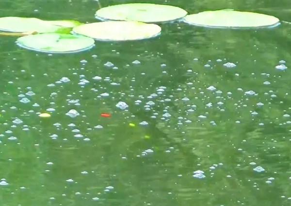 如何讓窩子裡的魚越釣越多? 如何讓窩子裡的魚越釣越多?