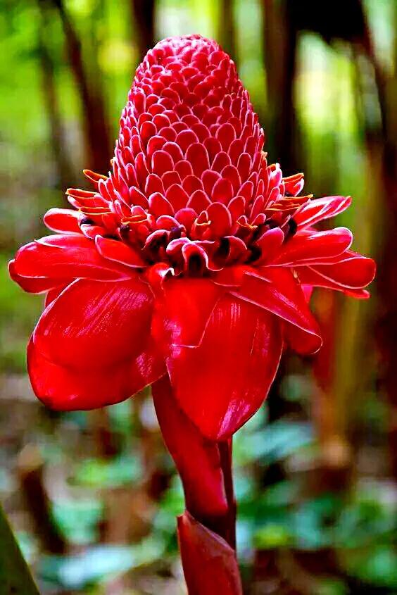 美麗的瓷玫瑰～獻給2022年元旦