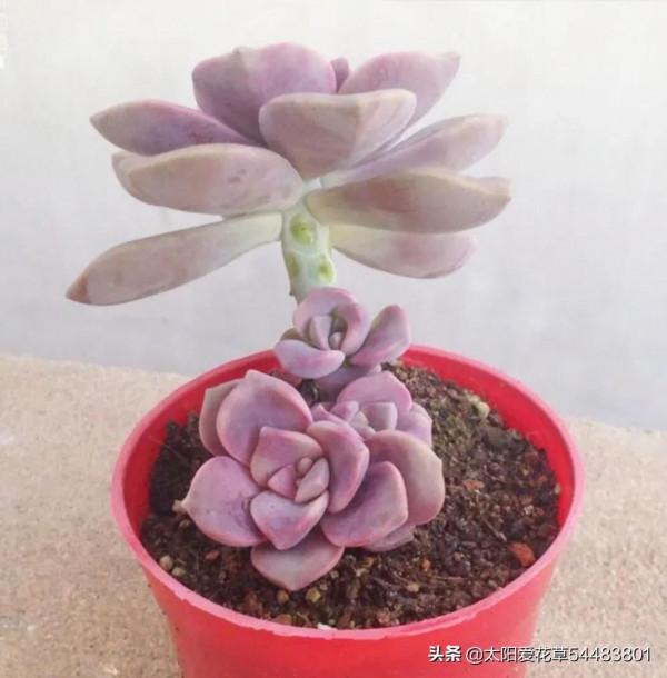 分享6種超級好養的多肉，輕鬆養爆盆又漂亮，養再多都不嫌夠