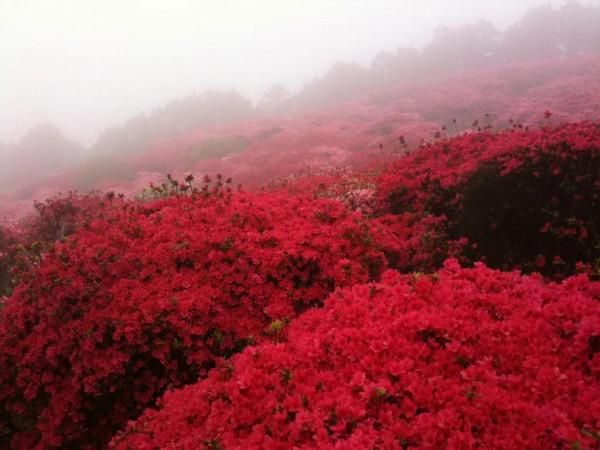 分享——杜鵑花
