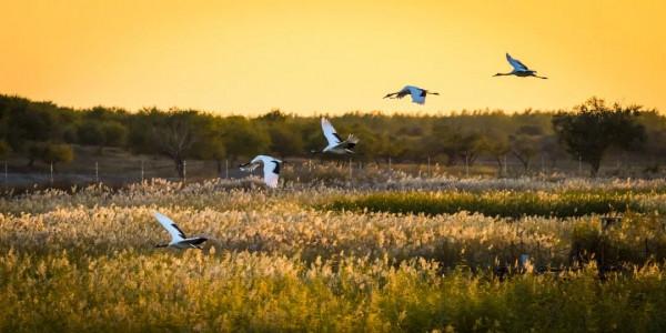如何給古生物畫上正確的顏色 如何給古生物畫上正確的顏色