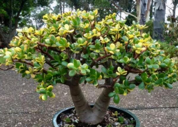 張大爺養的玉樹，二三年全都成老樁，有些還開出漂亮的花，值錢了