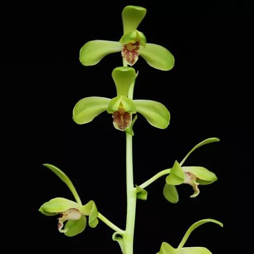 分享一組清新素雅的蘭花