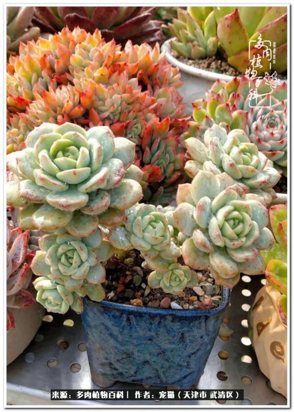 人生紛亂奈我幾何，與多肉相伴度年華