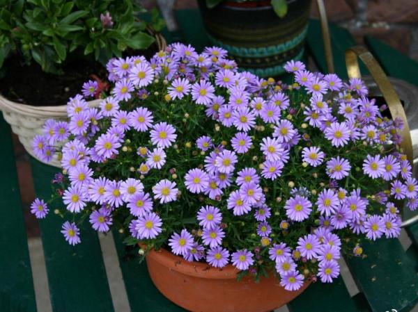 3種&OpenCurlyDoubleQuote;漂亮花&rdquo;，盆越小開花越多，冬天&OpenCurlyDoubleQuote;不怕凍&rdquo;，一個勁開花