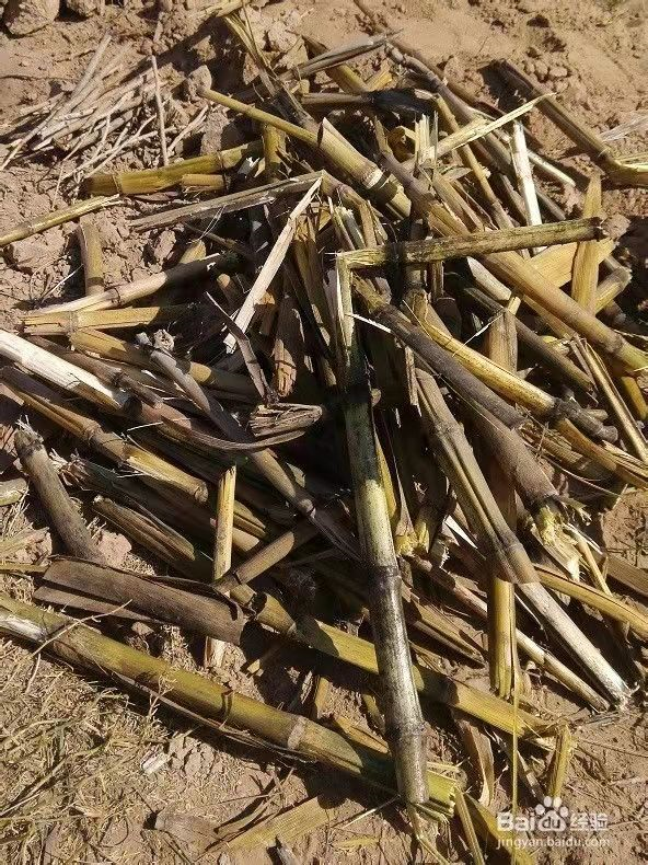 走，咱們“燒窯”去