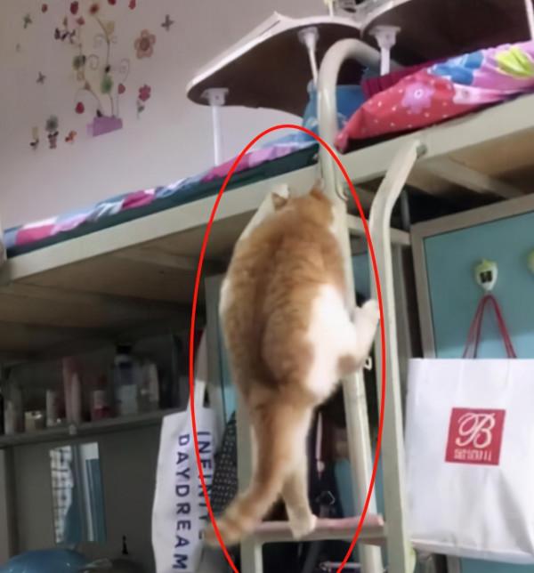 女大學生宿舍出現“禁用物品”?還可以下廚,男生:比我們還會玩 女大學生宿舍出現“禁用物品”?還可以下廚,男生:比我們還會玩