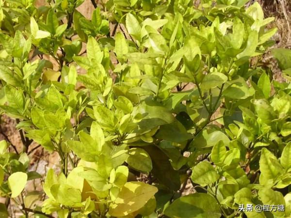 柑橘種植技術｜柑橘一年需要施幾次肥，如何施肥？