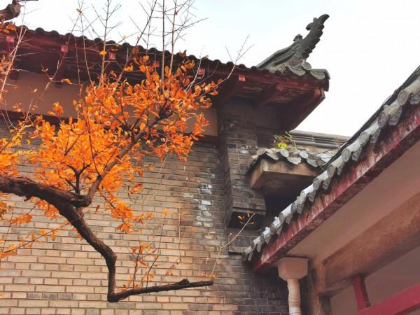 秋天裡，趵突泉和五龍潭的石榴樹也炫彩