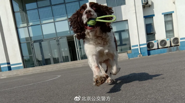 又帥又萌 帶你看公交警犬的酷炫寫真