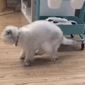 這幾種貓“太貴”了，沒錢根本養不起，能養的都不是普通人