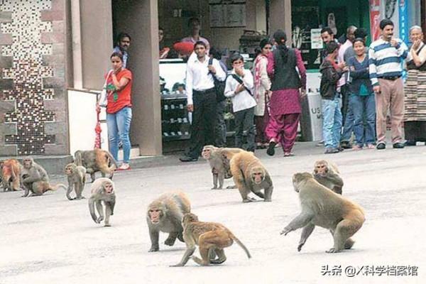 偷錢、殺人、綁架,印度猴子無惡不作,老百姓們為何拿它們沒辦法 偷錢、殺人、綁架,印度猴子無惡不作,老百姓們為何拿它們沒辦法
