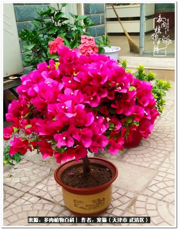 人生紛亂奈我幾何，與多肉相伴度年華