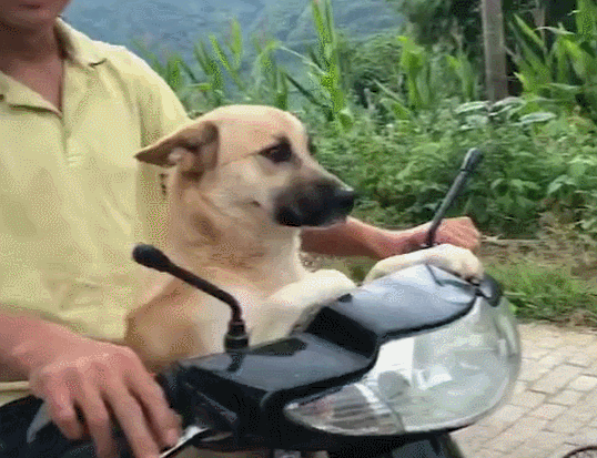 公認好養的5種狗,家裡養一隻很合適,壽命很長,還越養越值錢 公認好養的5種狗,家裡養一隻很合適,壽命很長,還越養越值錢