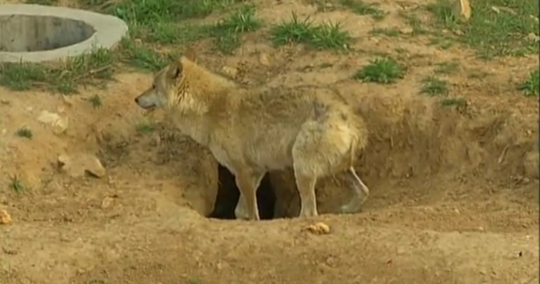 義母花犬哺育狼幼崽，入狼群和大灰談戀愛，動物的愛情也是愛情