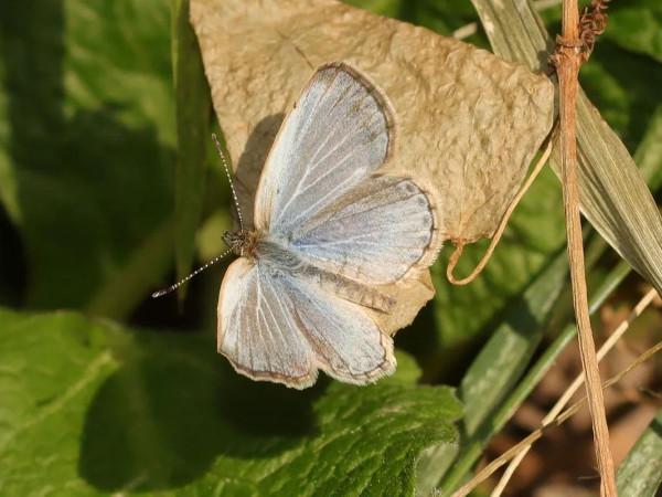 【探索】又到賞蝶季,你知道上海的常見本土蝴蝶有哪些嗎?奉上攻略→ 【探索】又到賞蝶季,你知道上海的常見本土蝴蝶有哪些嗎?奉上攻略→